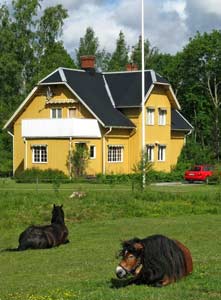 Horses on duty