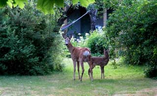 Deers roam freely in Vanersborg and can be a nuisance to the locals