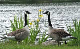 Canadian geese. They were brought to Sweden in the previous century for hunting.