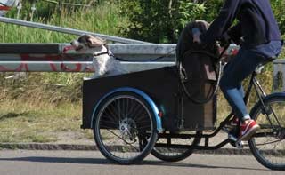 Cycling with a dog